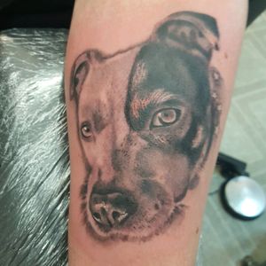 Portrait of my staffie done todayBy the amazing Dai @ Dai Inks in Llanbradach South Wales