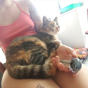 Whats better than cats, tattoos and smoke?
