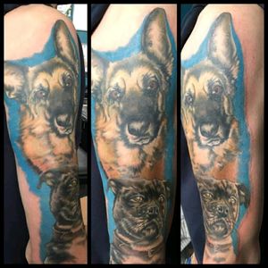 Portrait of doggy friends #portrait #colorportrait #dog #dogtattoo #germanshepherd #dogface #glasgowtattoo #tattooglasgow #scotland #scotlandtattoo #polishartist #glasgow #glasgowink #colorrealism #petportrait