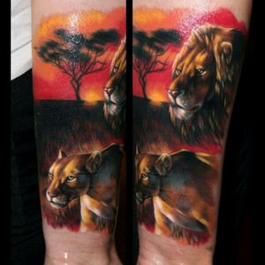 #VeronikaRaubtier #tattoo #veronikaraubtiertattoo #lions #lioness liontattoo