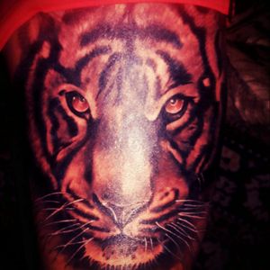 #tiger #tigre