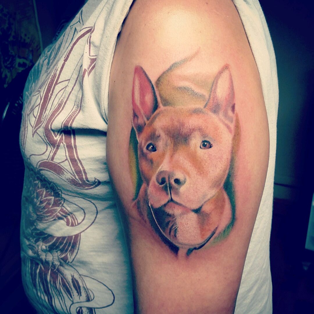 Share 72 tattoo of a pitbull  thtantai2