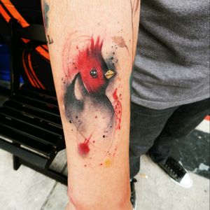 Cardinal bird #tattoo #tattooist #tattooartist #ink #draw #art #sketch #evolvecrew #evolveordissolve #abstract #tguest #nderm #watercolor #aquarela #watercolortattoo #family #love #lifestyle #trip #design #illustration #bsb #brasilia #df #bird #abstract