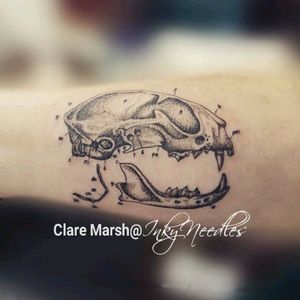 Cat skull by Clare.