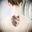My next tattoo