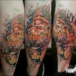 Tiger By Ela #tattoobanana #tattoo #tattoos #tatts #bodyart #inked #thurles #ink #tattoolovers #tatuaze #worldfamousink #sabretattoosupplies #irelandtattoostudio #tattooprime #intenze #tigertattoo #colortattoo