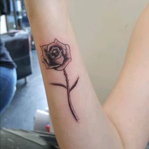 A lovely simple rose