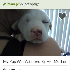Trying To Save A Puppy's Life After She Was Attacked By Her Mother ! Gofundme.com/chevywilson                   #puppy #love #rescue #donate #savealife #animals
