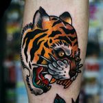 Old school tiger on my left shin 🐯🐯🐯 Follow me on Instagram 1tombrennan Artist @siho_tattooist at @Inkholic #tiger #tigertattoo #oldschool #oldschooltattoo #neotraditional #neotraditionaltattoo #shin #leg