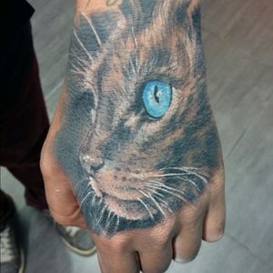 #cat #gato #hand