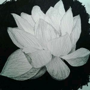 Lotus flower #flower #flowers #flowerstattoo #lotustattoo #lotusflower #blackandgreytattoo #pencil #pencildrawing #drawing #drawings #art #sketch
