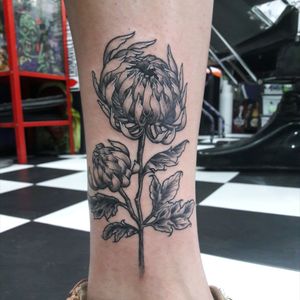 #chrysanthemumtattoo done at Haunted Tattoos. You can check more of my work through this link: www.instagram.com/anndcor #tattoo #flower #flowertattoo #blackwork #legtattoo #tattoooftheday #japaneseflower #bud #girltattooist