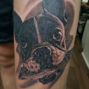 Dog portrait 🐶 #dog #dogportrait #blackandgrey #blackandgreytattoo #frenchbulldog #frenchbulldogtattoo #realistic #realistictattoo #imrerobitattoo #mainstreettattoo