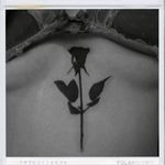 #blackrose #sternum #boobs #ink #inkedgirls ##tattoogirl #rosetattoo