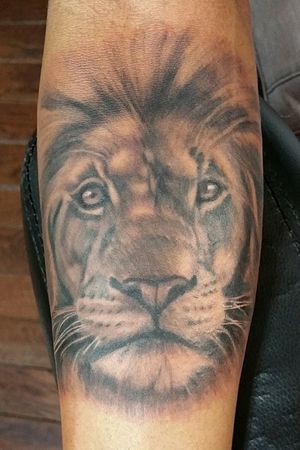 Black and grey lion