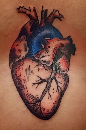 #heart #hearttattoo #anatomicalheart #anatomical #illustration 