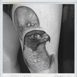 Falcon tattoo by Jones Larsen #JonesLarsen #falcon #falcontattoo #birdtattoo #bird #blackandgreytattoo #blackandgrey #realism #tattoo