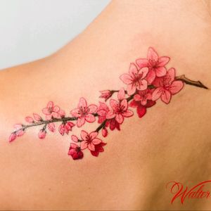 Cherry blossoms tattoo Walter Massi tattoo artist Tarquinia VT Italy #cherry #tattoo #tatuaggio https://t.co/HdBg1bJNaS