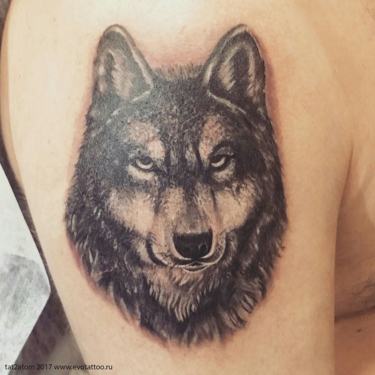 Эскизы тату волка на плече