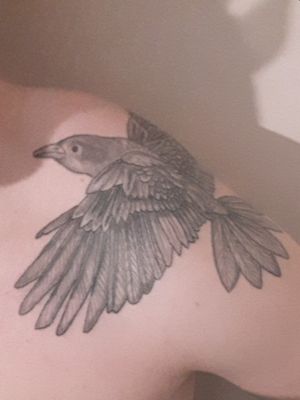 Raven tattoo to pay homage to my native American family and love of Norse mythology.