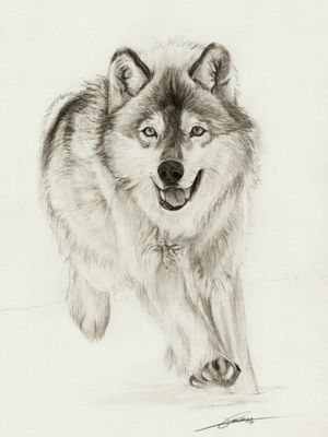 #wolf #wolftattoo 