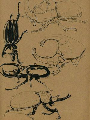 Beetle Coleoptera