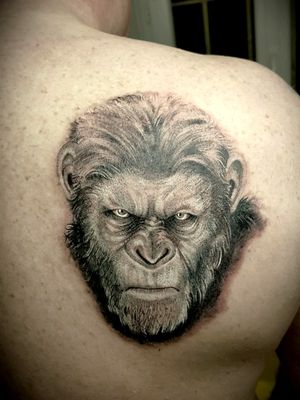 césar tattooed first session By @thedoud93#cesarape #apes #theplanetoftheapes #soontattooed #comingsoon #tattoo #thedoud#blackwork #tattoodraw #tattoopencil #tattooinks #inkedart #tattoolifemagazine #tattoolifestyle #tattooanimal