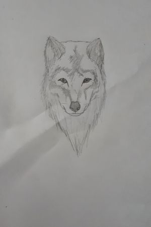 #draw #wolf 