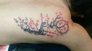 Back cherry tree, blossom
