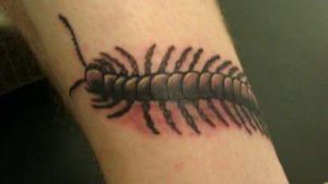 Centipede pt. 1, Maggie Snow, Black Cap Tattoo, San Marcos, TX.