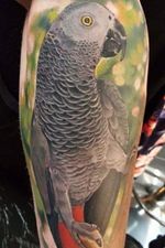 Colour, realism African Grey parrot #colourtattoo #realism #africangreytattoo #parrottattoo #parrot #nature #jungle 