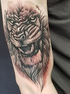 Black and grey lion😍