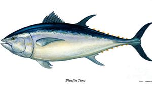 #Bluefin #tuna #Bluefintuna #fish #fishtattoo #fishingpole #fishing 