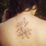 #lily #lirio #lis #lilium #lilie #Giglio #flower #flor #Fiore #Fleury #bunch #bouquet #mazzo #natural #natürlich #naturale #naturel #fleur #tatouage #tattoo #tatuagem #tatuaje #tatuaggio #tattoodo #tattoo2me #tropicalderm #luttiink #art #theartoftattoo #saopaulo #brazil