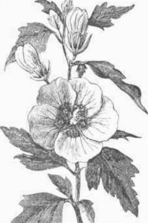 Rose of Sharon