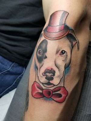 Traditional style gentleman pitbull #traditional #pitbulls #bowtie 