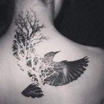 Bird. #nature #bird #tree #blackandgrey #neck 