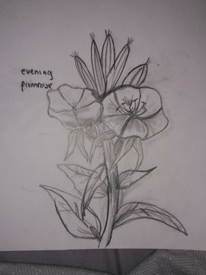 Evening primrose sketch 