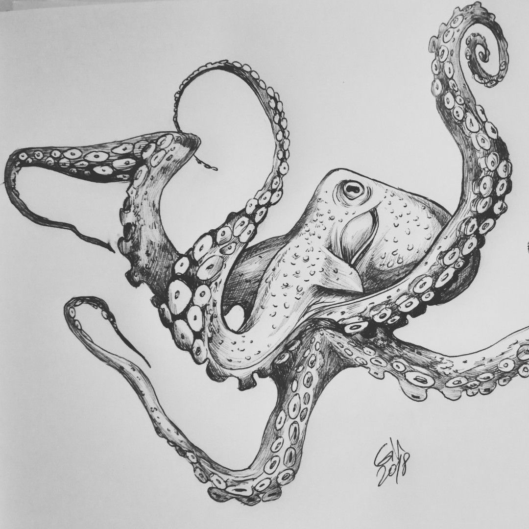 How to Draw an Octopus – Step by Step | SketchBookNation.com