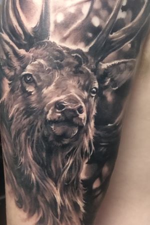 Black and Grey Stag