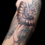 Butterfly Filler Tattoo ➕➕