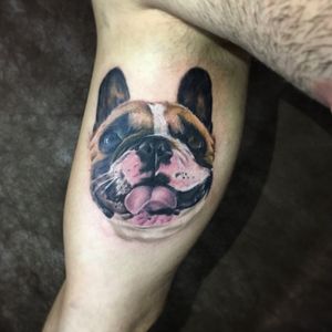 Bulldog francês #realistictattoo #realismo #tattoos #tattooed #dog #cao #tattoo2me #tropicalderm #tatuagemsp #tatuagemosasco #osasco #electricink #electricinkpen #bulldogfrances #bulldog #everlastcolors #galeriatattoo #tattrx
