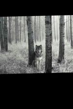 #Wolf #landscapetattoo #sleevetattoo 