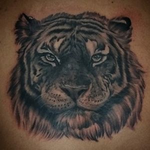 Tiger tattoo 