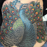 Tattoo by Eric Wigger #coverup #peacock #devilsrosetattoo #bluepoint #bayport #patchogue #colortattoos #longisland