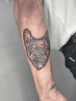 French Bulldog Portrait