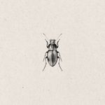 Detailed Beetle Sketch