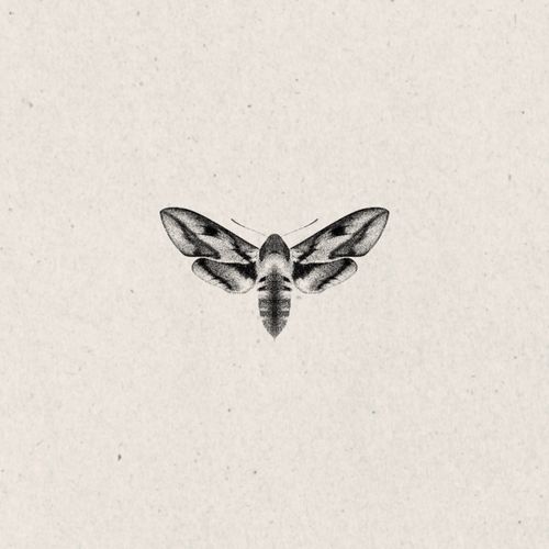 Moth 