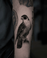 Perched Falcon