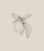 This design can be done in black and gray or full color (what you see is line work only, the final tattoo will include my realism style of shading). fine line botanical floral tattoo